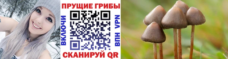 это наркотические препараты Чехов Галлюциногенные грибы мицелий